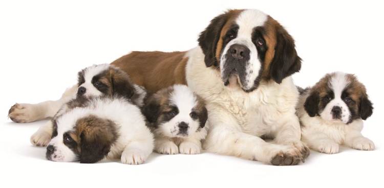 embryoresorptionFRONT