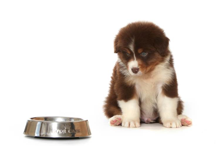 weightrangepuppyblog