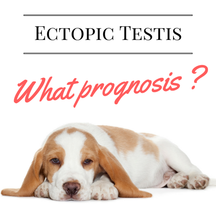 ectopic-testis
