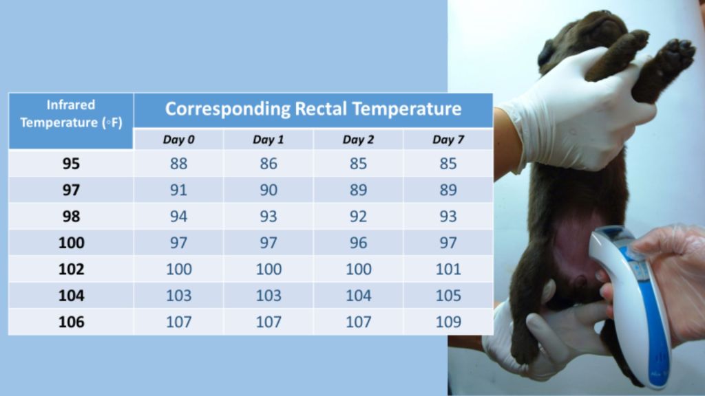 Table giving the correspondance between rectal temperature and infrared temperature when measured as depicted on the adjacent picture in a newborn puppy. The table is in Fahrenheit.
