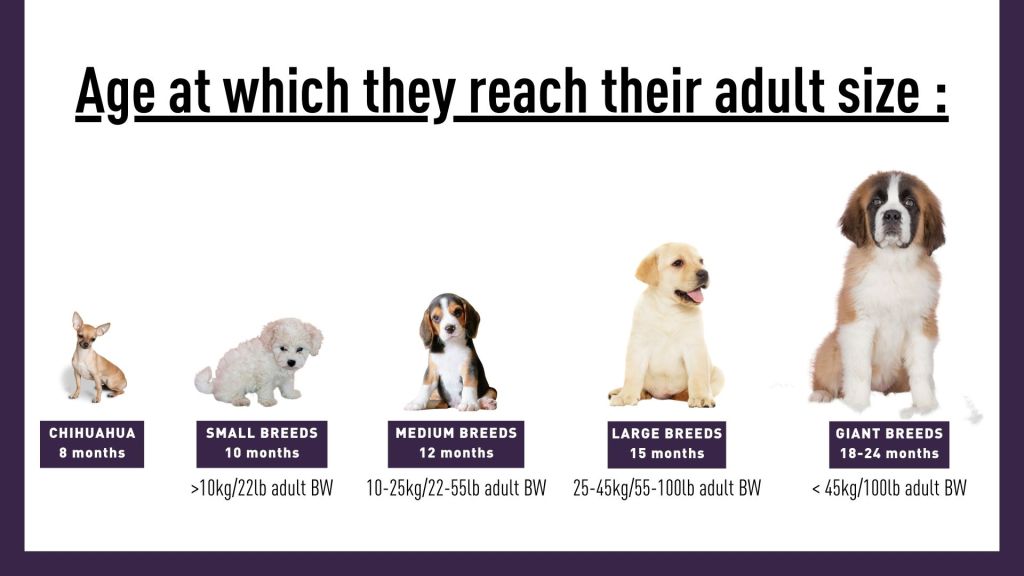 Infographic showing when a puppy reaches its adult size based on size and breed.