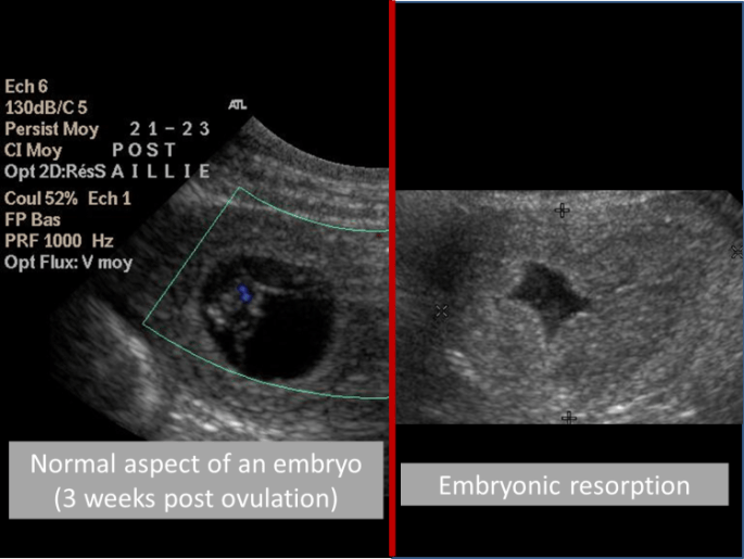 [BLOG] Embryonic resorptions in small animal reproduction: why finding ...