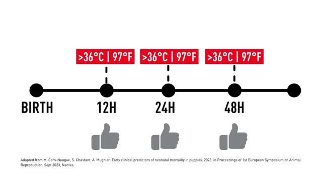 Temperature Key Health Indicators in Newborn puppies during the first 48h after birth.