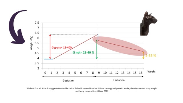 Weight variations during gestation and lactation in the female cat, a slide from lectures of Dr Emmanuel Fontaine on nutrition and reproduction in cats.
