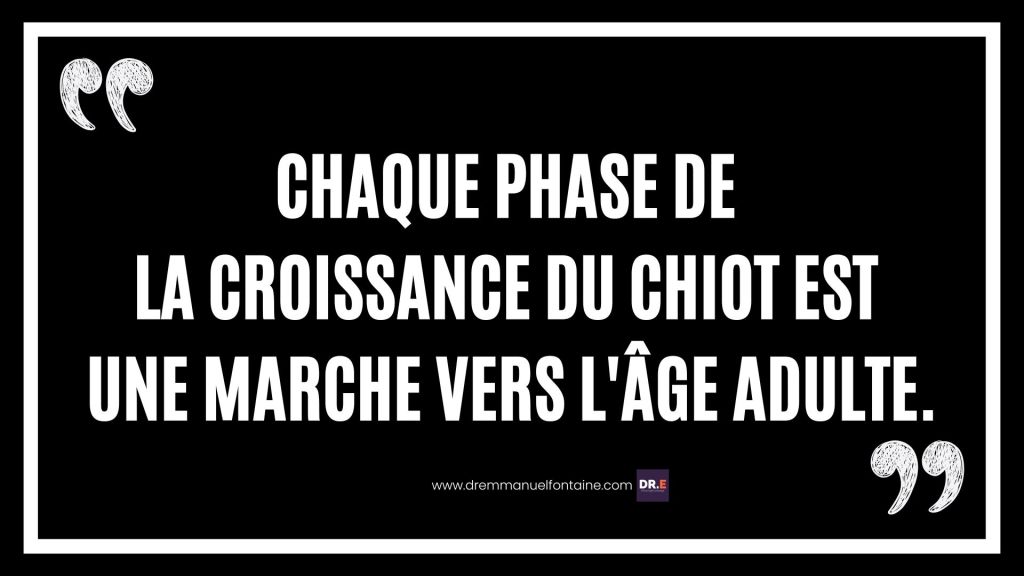 Chaque phase de la croissance du chiot est une marche vers l'âge adulte.