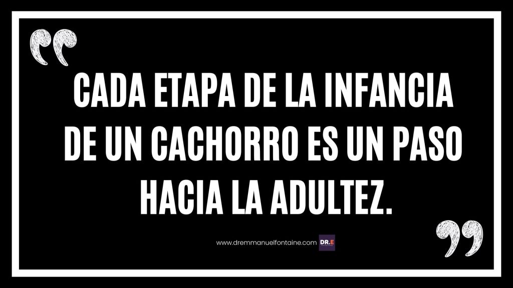 Cada etapa de la infancia de un cachorro es un paso hacia la adultez.
