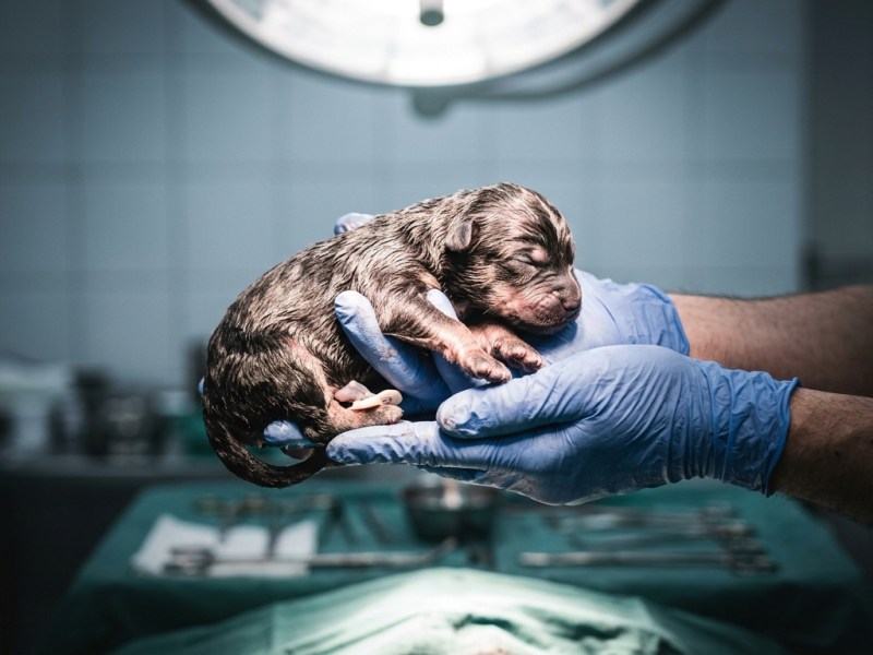 How Can You Restore C-Section Gut&nbsp;Health?