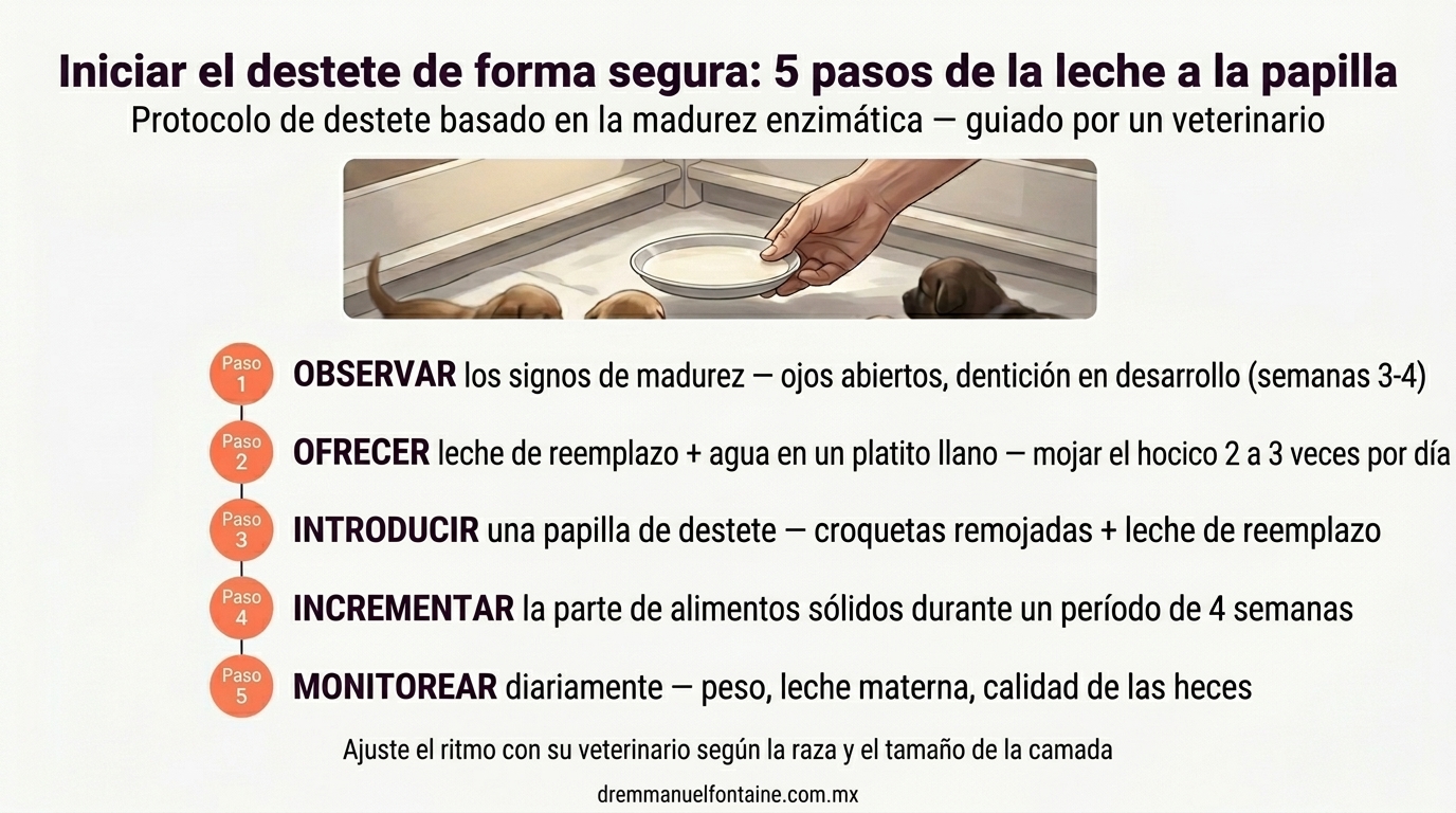 Protocolo de destete del cachorro - de leche a papilla