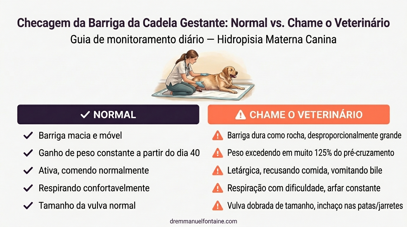 Infográfico comparando palpação abdominal normal versus hidrops em cadelas gestantes