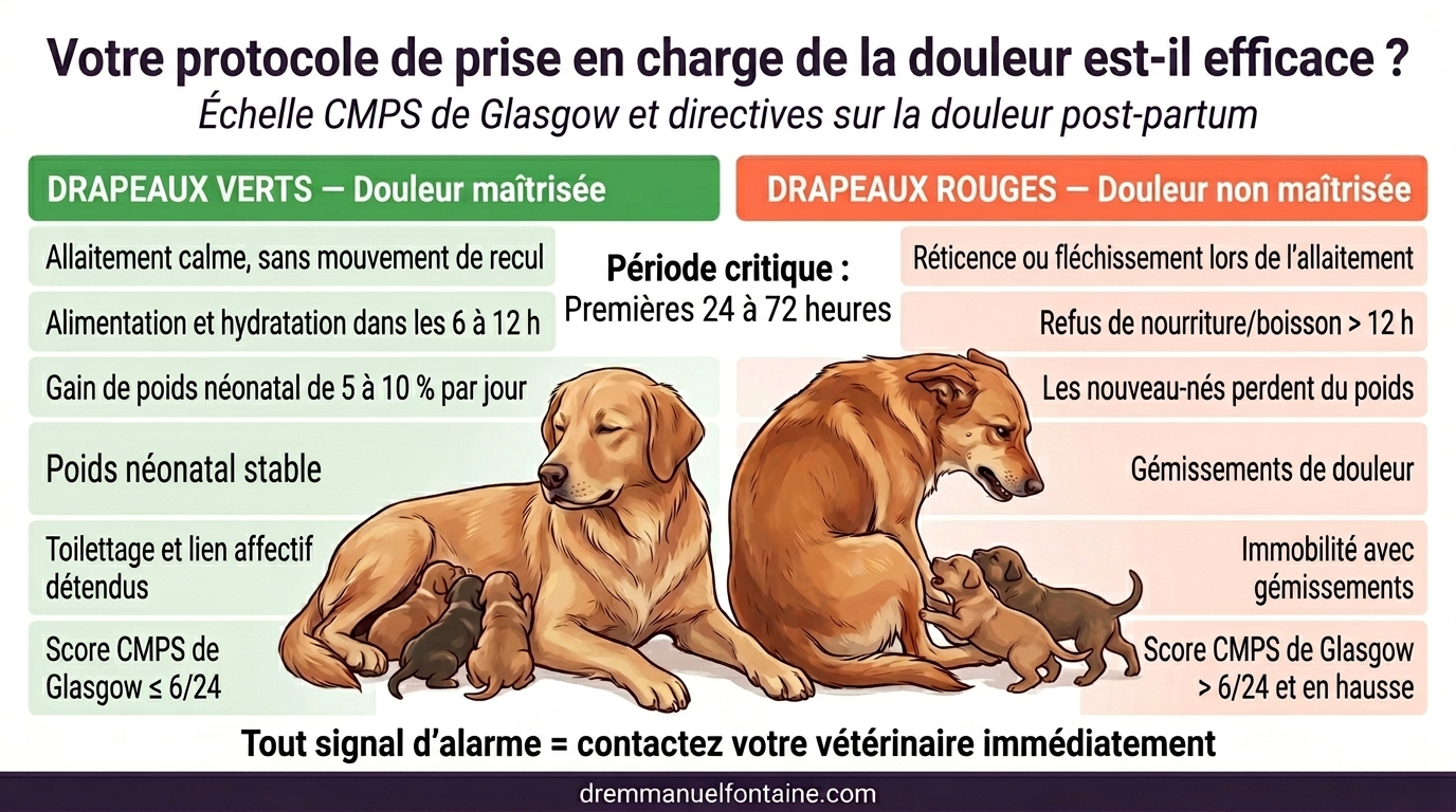 Protocole douleur mise bas - Drapeaux rouge et vert - Infographie