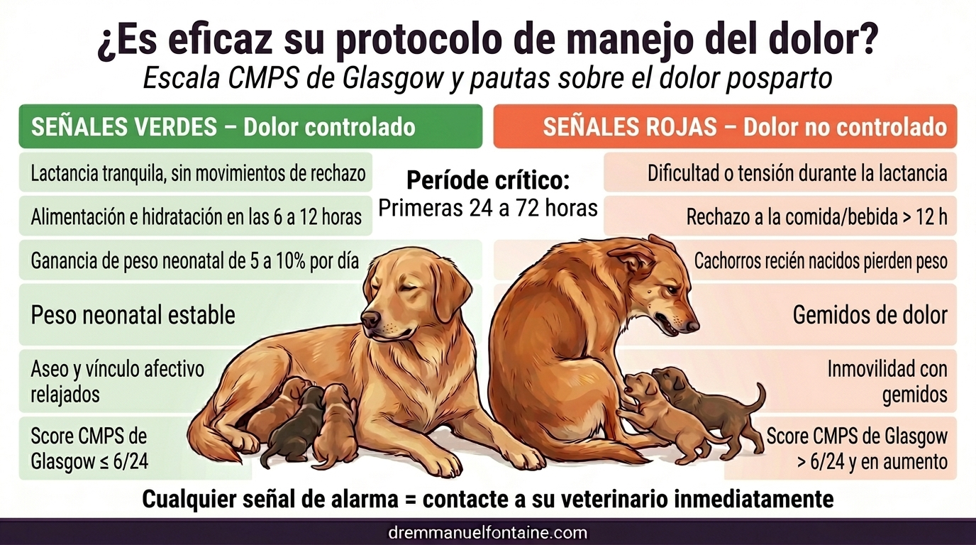 Protocolo dolor de parto canino - Banderas roja y verde - Infografía