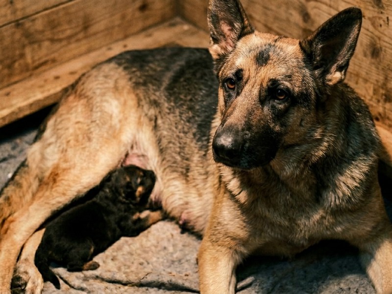 Is Your Whelping Dam in Hidden&nbsp;Pain?