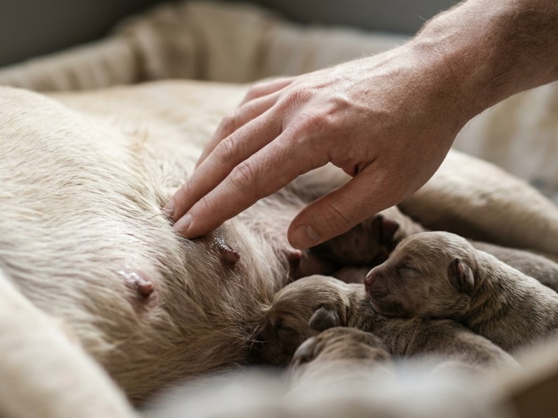 How Do You Watch a Postpartum Dam’s Recovery in the First Three&nbsp;Weeks?