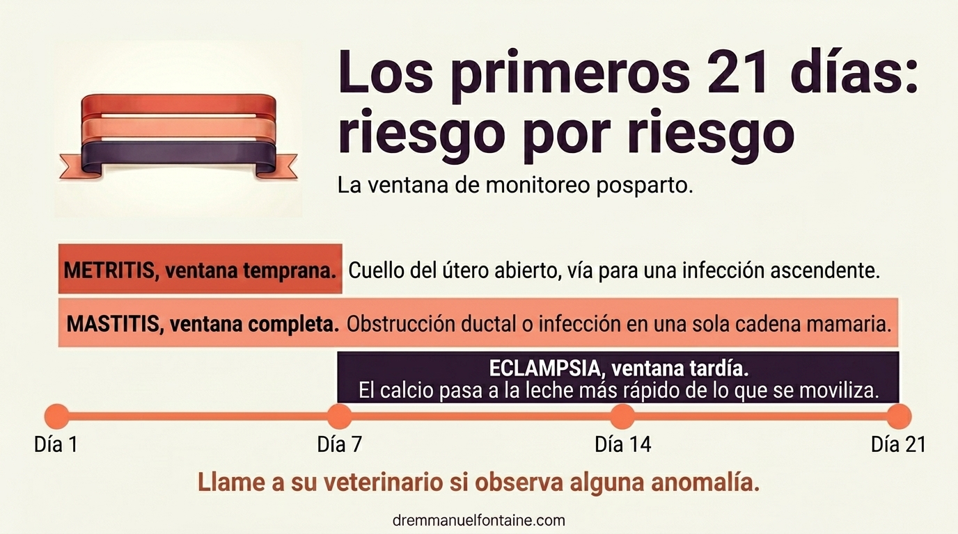 Por qué las primeras tres semanas son la ventana de riesgo activa