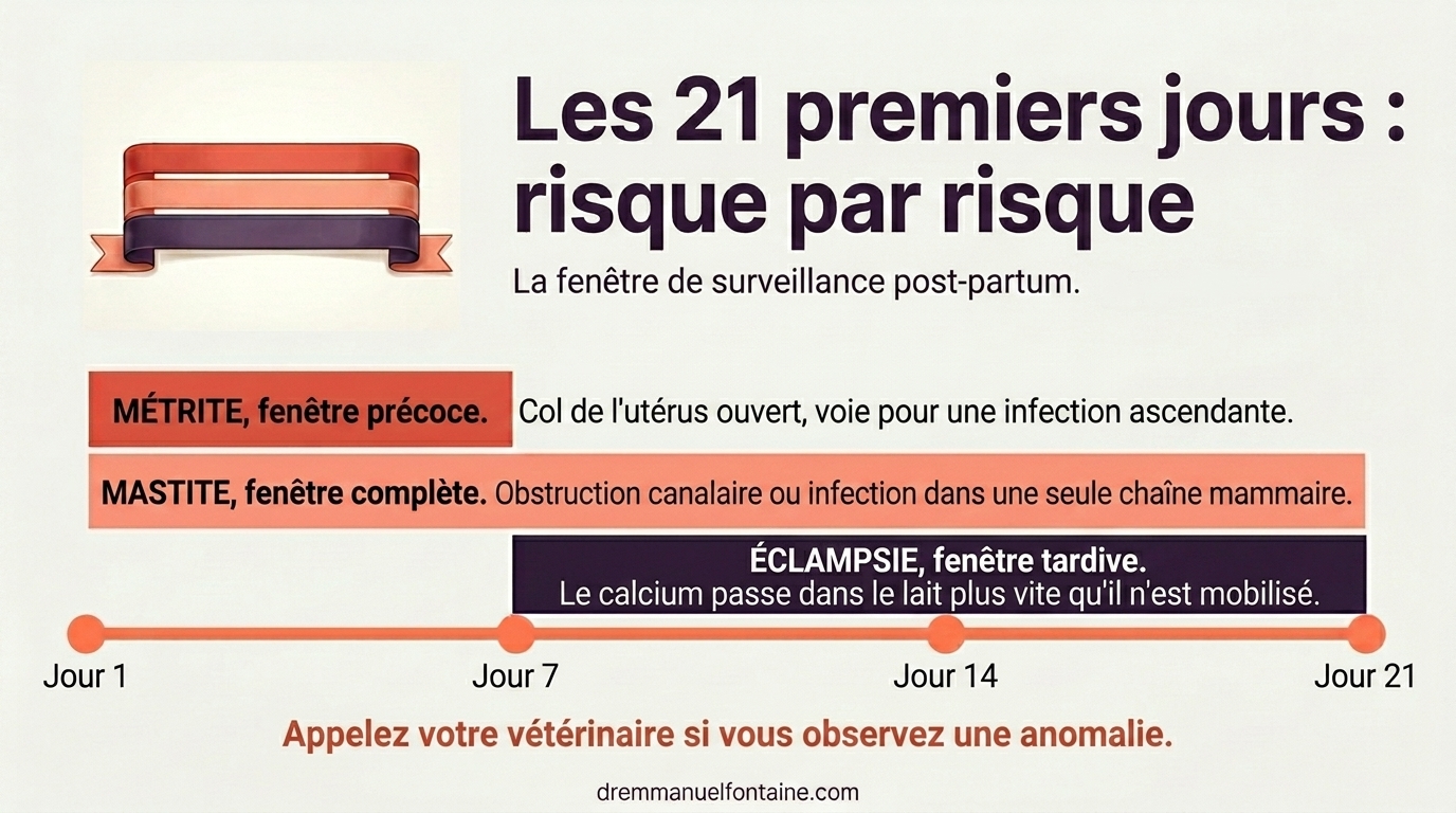 Pourquoi les trois premières semaines sont la fenêtre de risque active