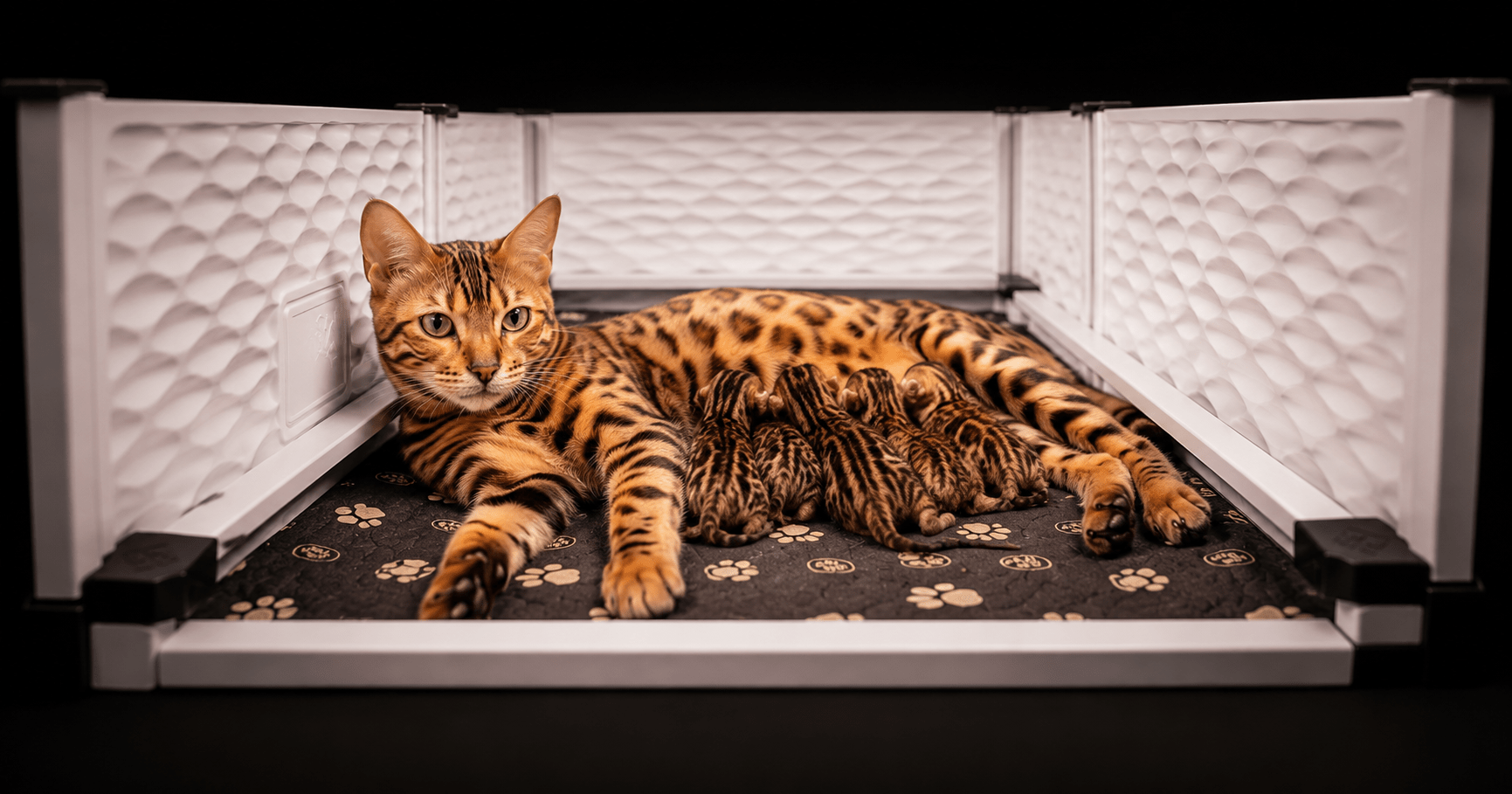 Cat breeder caring for newborn kittens during queening