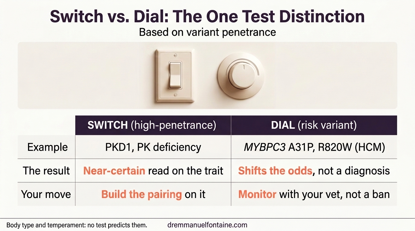 Cat DNA test results, switch versus dial penetrance infographic
