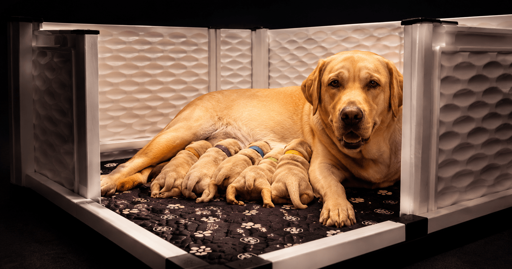 Dog breeder monitoring a whelping box with newborn puppies