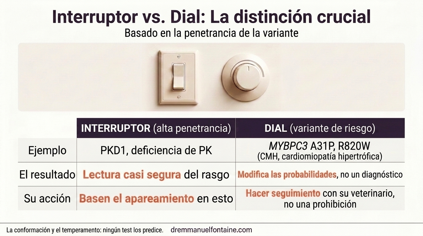 Resultados de ADN felino, infografía interruptor frente a regulador