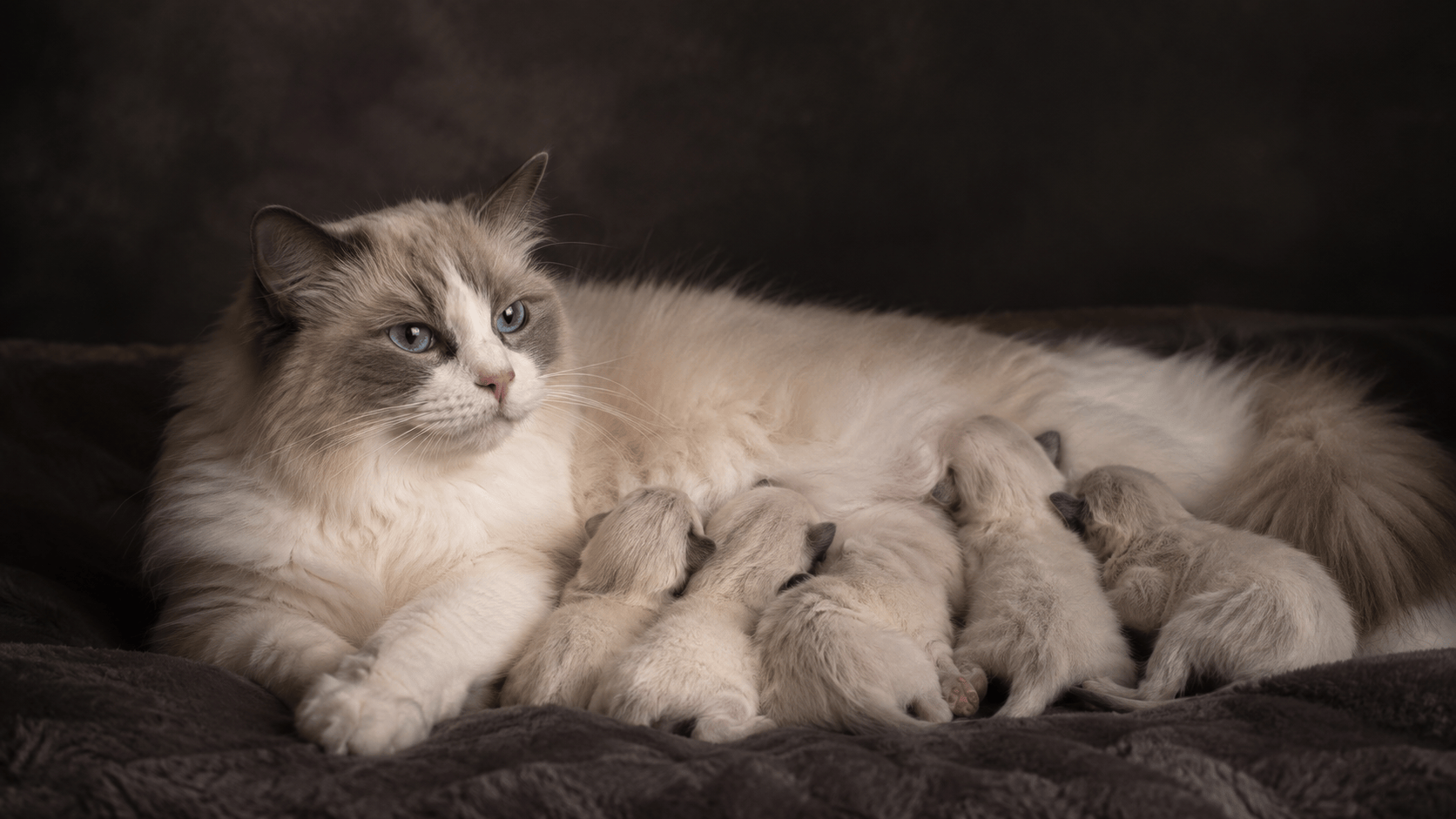 Ragdoll queen lying on her side nursing five newborn kittens during early lactation