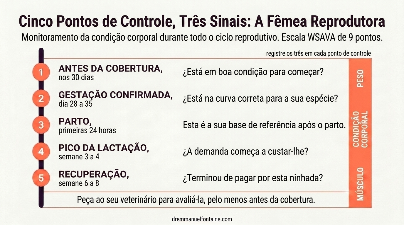 Cinco pontos de controle da condicao corporal no ciclo reprodutivo da cadela e da gata, infografico