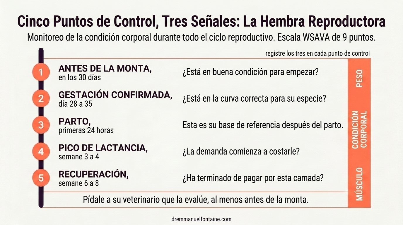 Cinco puntos de control de la condicion corporal en el ciclo reproductivo de la perra y la gata, infografia