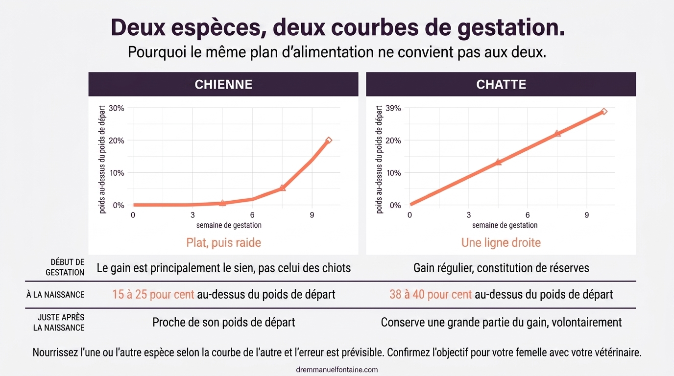 Courbes de prise de poids pendant la gestation comparees chez la chienne et la chatte, infographie