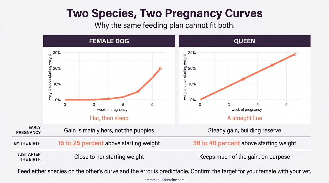 Pregnancy weight gain curves compared in the female dog and the queen, infographic