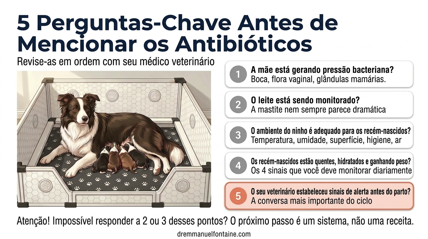 5 perguntas antes dos antibióticos em filhotes e gatinhos recém-nascidos, infográfico