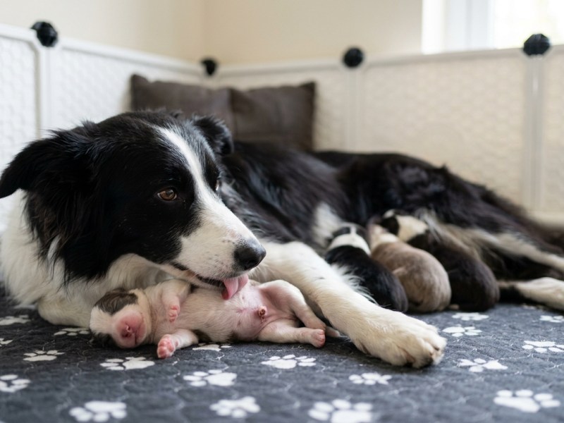 Should Newborn Puppies and Kittens Get Antibiotics Just in&nbsp;Case?